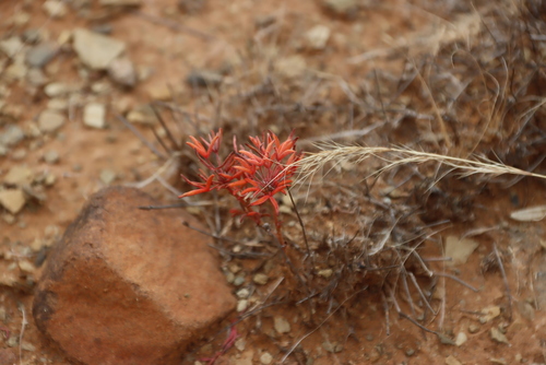 Oxalis primuloides (Oxalis primuloides)