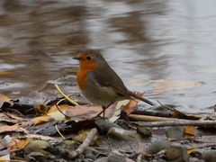 Erithacus rubecula