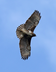 Buteo brachypterus