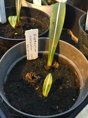 Hippeastrum reticulatum
