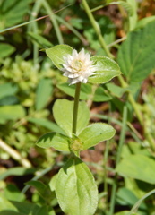 Gomphrena nitida