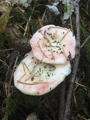 Russula bicolor