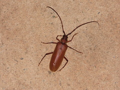 Hamaticherus bellator