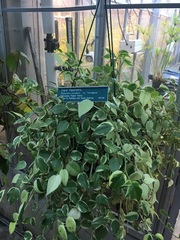 Peperomia scandens