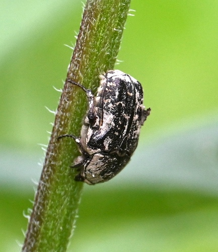Dark Flower Scarab photo 4