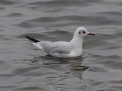 Chroicocephalus ridibundus