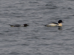 Mergus merganser