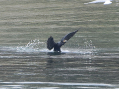 Phalacrocorax carbo