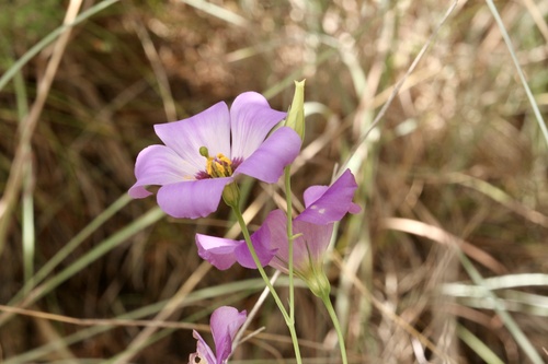 Eustoma russellianum