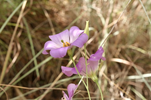 Eustoma russellianum