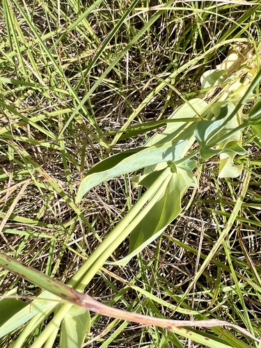 Eustoma russellianum