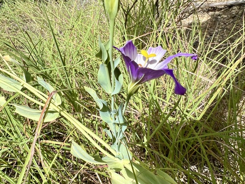Eustoma russellianum