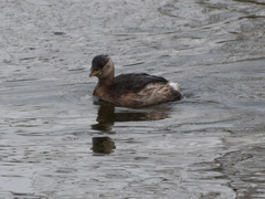 Tachybaptus ruficollis