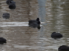 Fulica atra