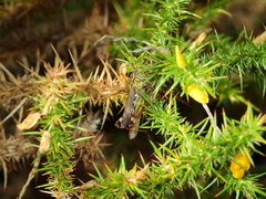 Chorthippus binotatus