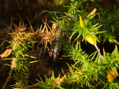 Chorthippus binotatus