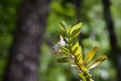 Dichaea glauca, photograph (c) Neptalí Ramírez Marcial, some rights reserved (CC BY)