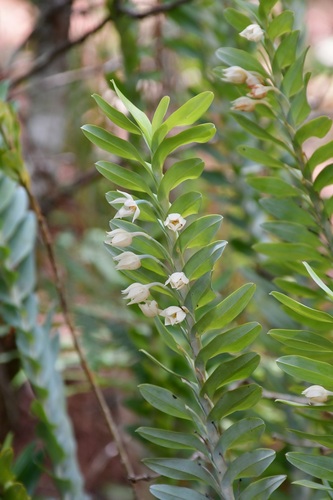 Dichaea glauca, photograph 4