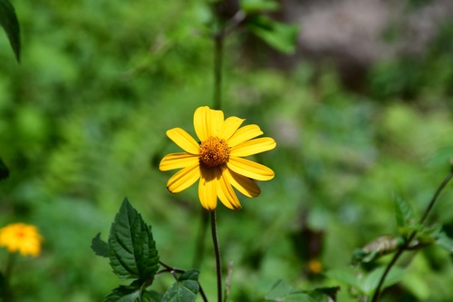Heliopsis buphthalmoides, photograph 3
