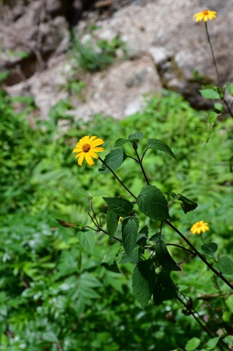 Heliopsis buphthalmoides, photograph 4