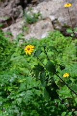 Heliopsis buphthalmoides, photograph (c) Neptalí Ramírez Marcial, some rights reserved (CC BY)