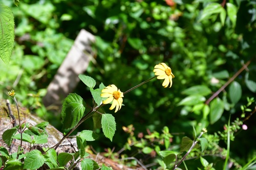 Heliopsis buphthalmoides, photograph 5