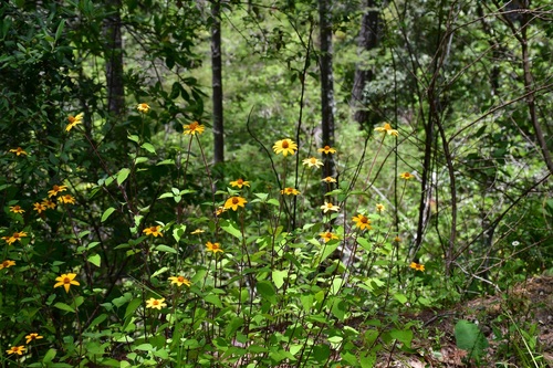 Heliopsis buphthalmoides, photograph 2