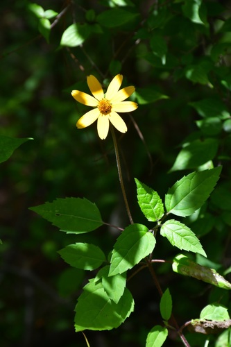 Heliopsis buphthalmoides, photograph 1