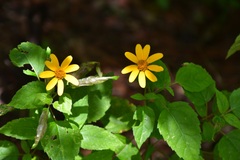 Heliopsis buphthalmoides