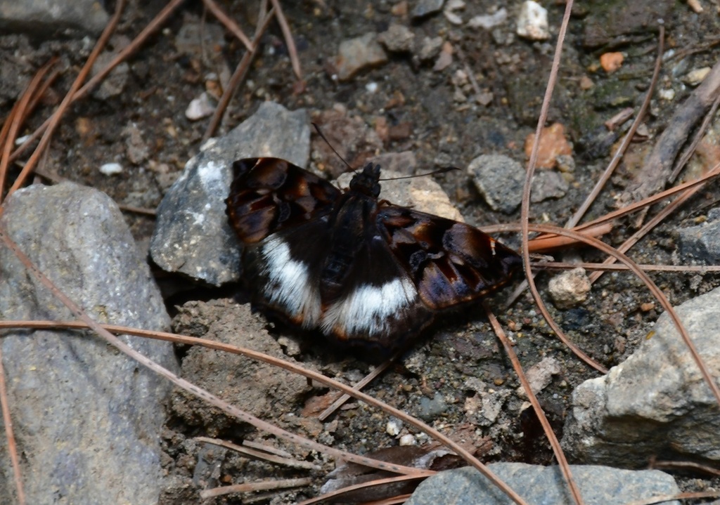 Noctuana lactifera