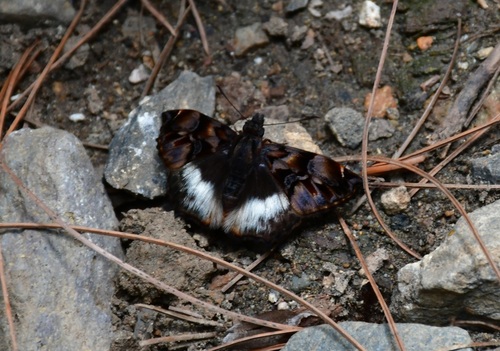 Noctuana lactifera