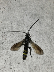 Metopiinae