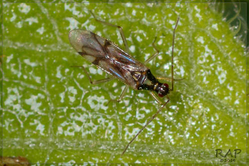 Tupiocoris cucurbitaceus