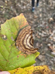 Cristulariella