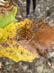 Cristulariella