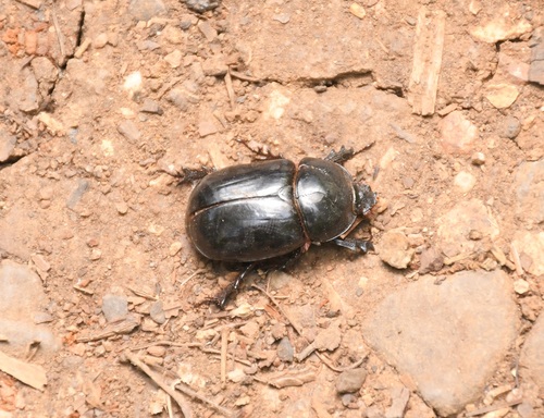 Xyloryctes telephus