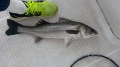 Asian Sea Perch photo 4