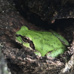 Hyla japonica