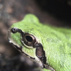 Hyla japonica