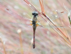 Sympetrum vicinum