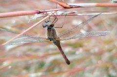 Sympetrum vicinum