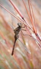 Sympetrum vicinum
