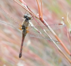 Sympetrum vicinum
