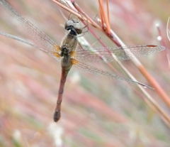 Sympetrum vicinum