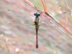 Sympetrum vicinum