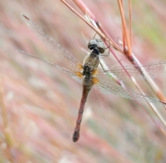 Sympetrum vicinum