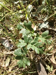 Angelica hendersonii