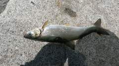 Pseudaspius hakonensis