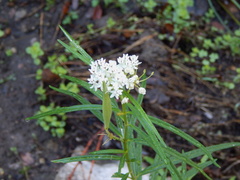 Asclepias angustifolia