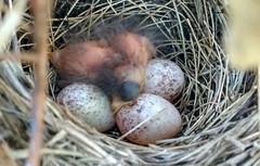 Setophaga kirtlandii